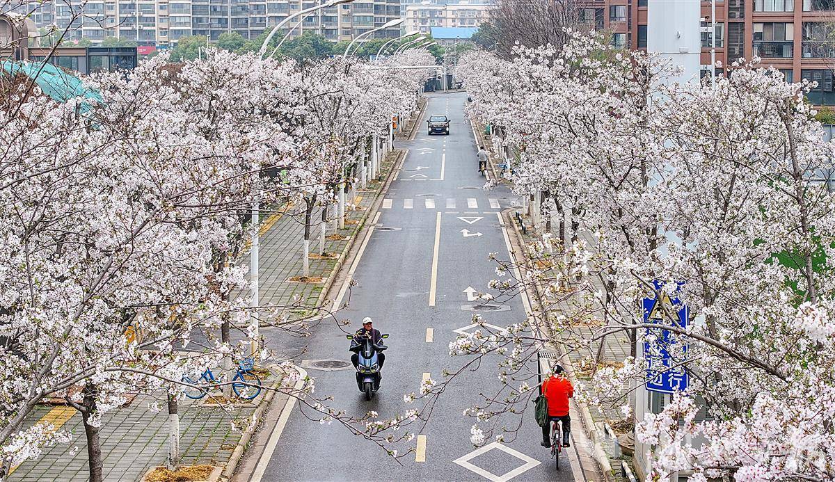 春日盛景 武漢這條櫻花大道迎來最佳賞花期