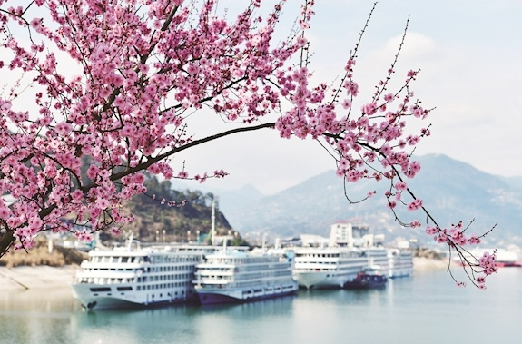 荆楚大地花满蹊 千朵万朵压枝低