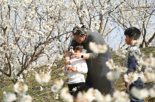 櫻桃園里花滿枝
