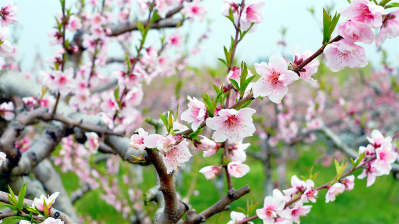 桃花源里看“豐”景
