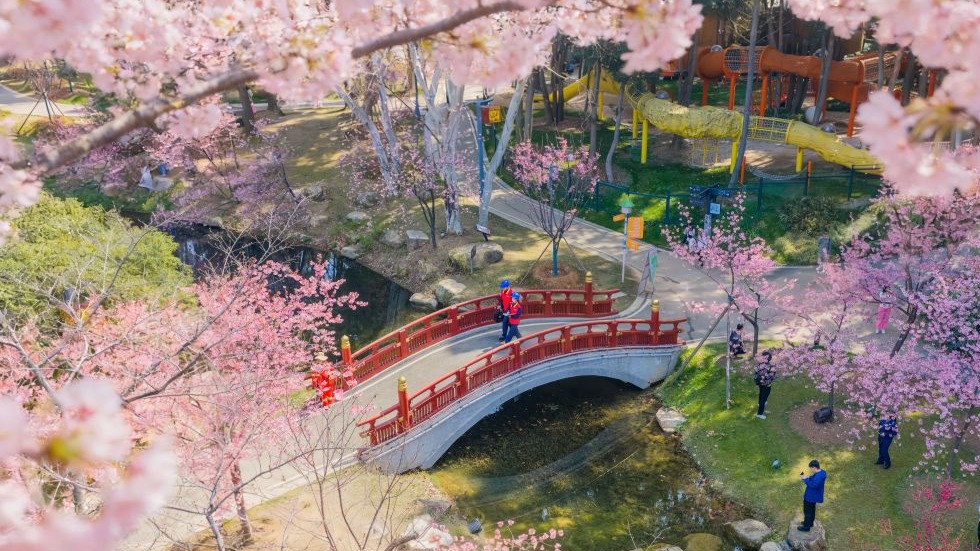 踏春赏花，从“看风景”到“深体验”