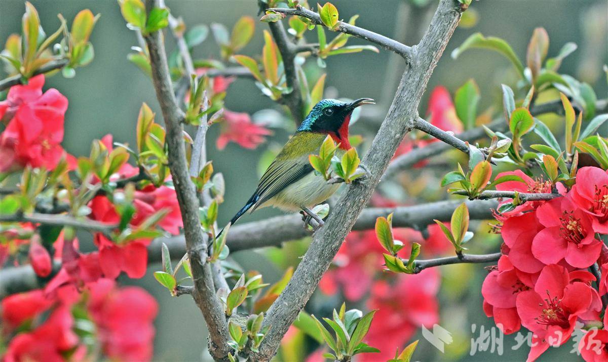 “亞洲蜂鳥” 邂逅宜昌春日