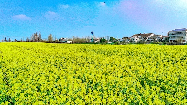 赏油菜花，武汉正当时