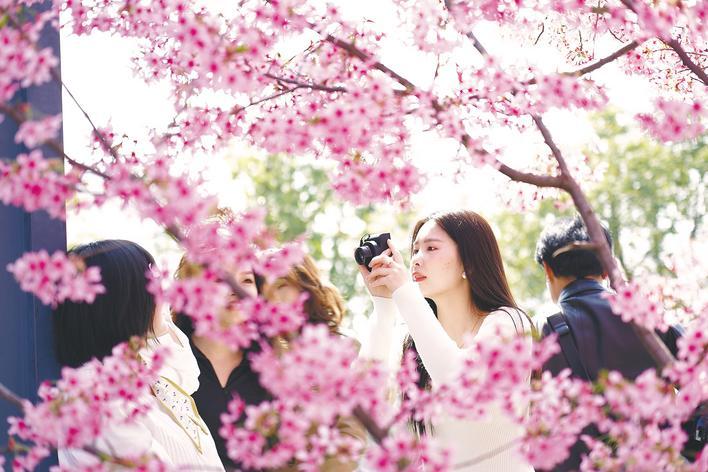 赏樱，来这里就够了