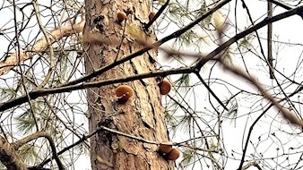 全球第三种隐孔菌现身郧西 填补湖北该物种空白