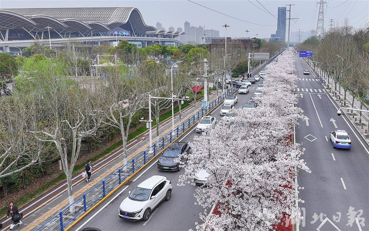 櫻花大道扮靚武漢站  旅客到站即賞花