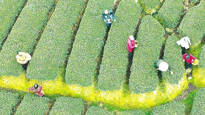 早春茶开采