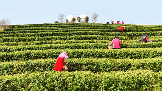 孝昌周巷万亩茶山披新绿 一片青叶富一方