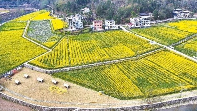 武陵深处，千亩油菜花海喊你来打卡