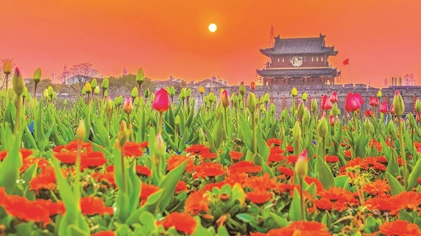 荆州25万株郁金香美出圈