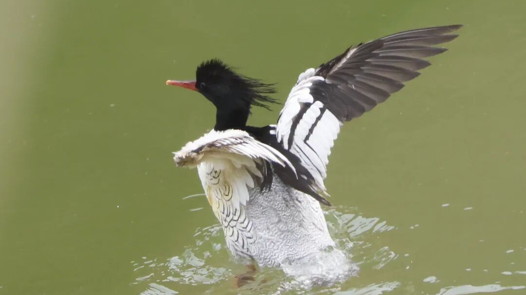 中華秋沙鴨與鴛鴦同框嬉戲