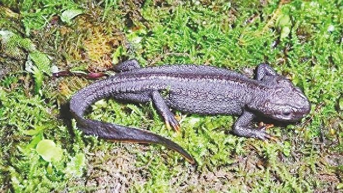 湖北发现两栖类新物种 命名“五峰疣螈”
