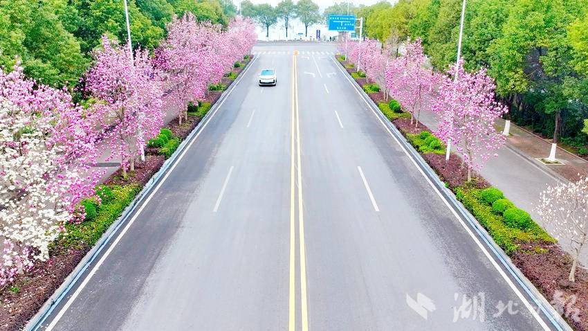 宜都：玉蘭盛放報(bào)春歸