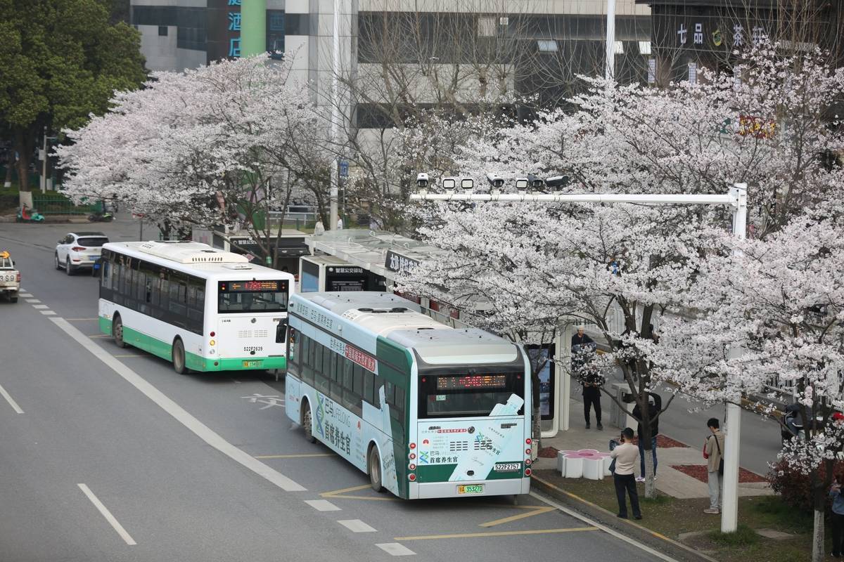 武漢“最美公交站”刷屏！
