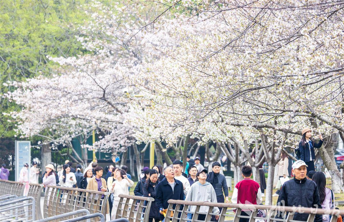 花開(kāi)成海！武漢櫻花本周迎來(lái)盛花期