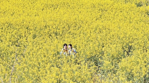 武漢江夏萬畝油菜花迎春盛放