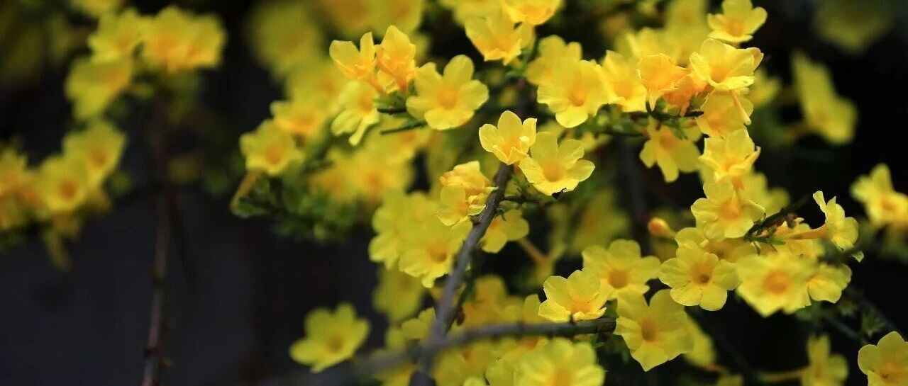 春天，為什么黃色的花先開(kāi)？