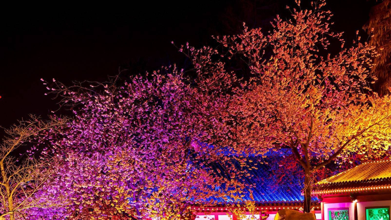 东湖樱花园开放夜游，早樱进入最佳观赏期