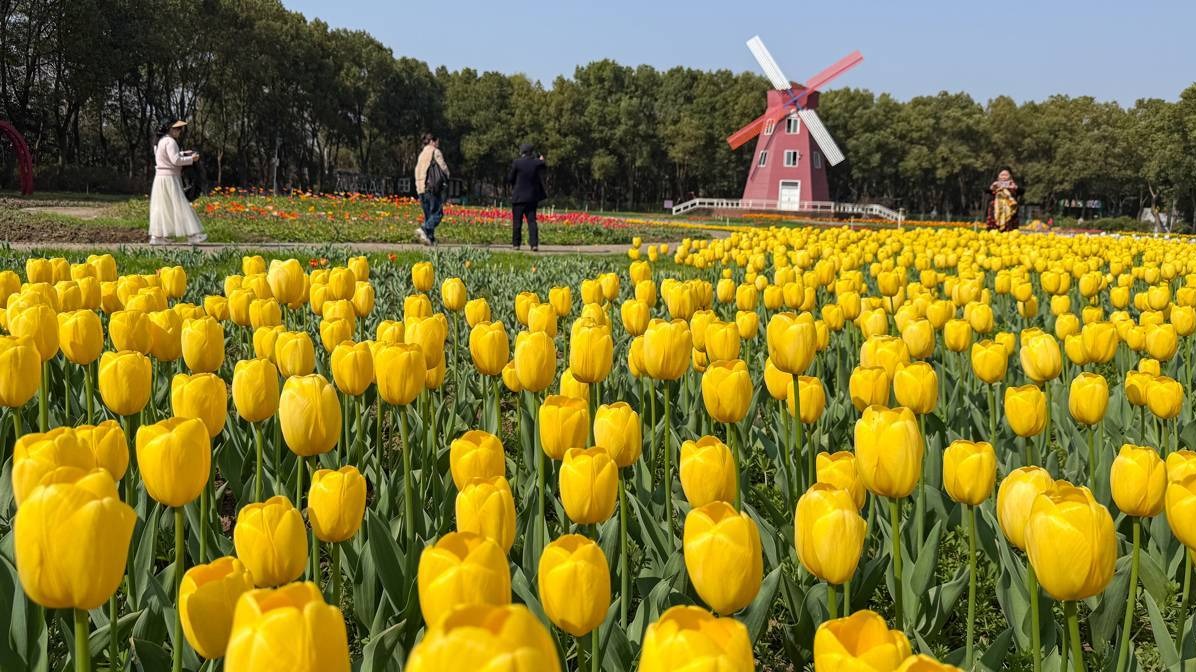 不負(fù)春日好時(shí)光 東西湖郁金香花海迎客來
