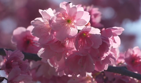 美好！赴一场春日樱花的约会