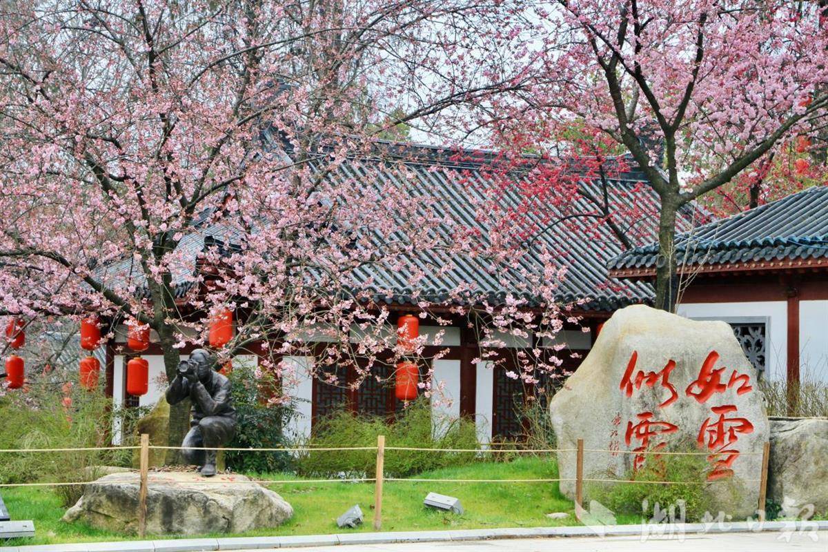 東湖櫻花園開園 武漢進(jìn)入賞櫻季