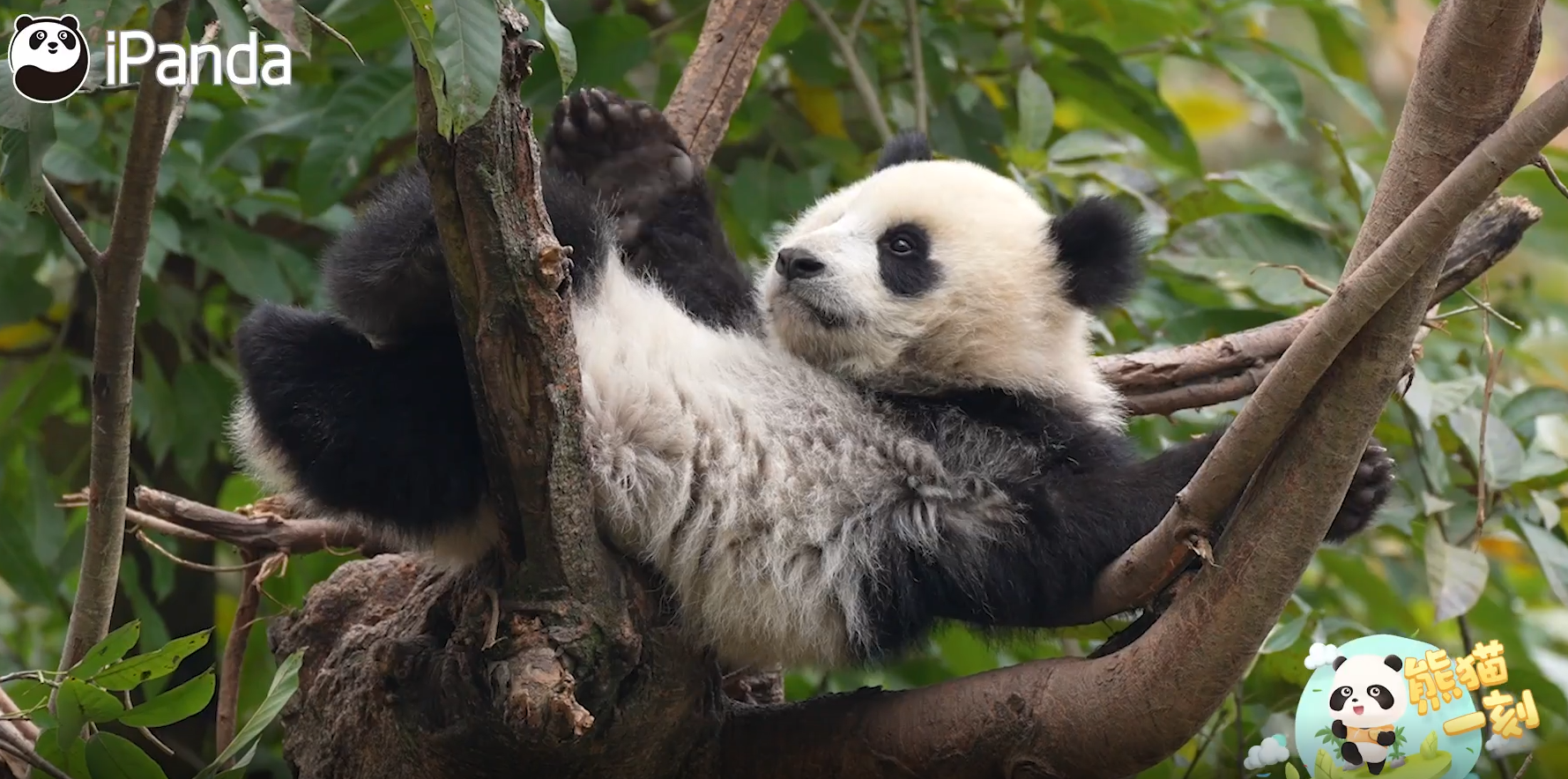熊猫宝宝轻松拿捏松弛感