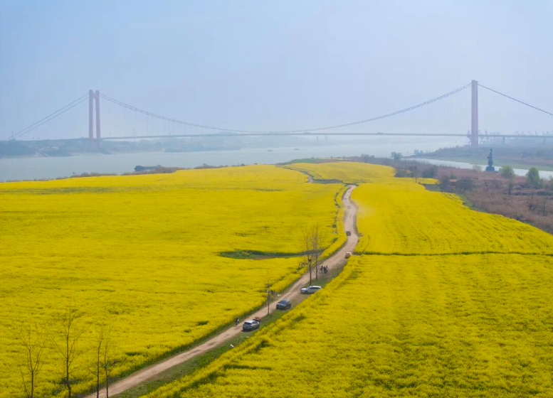 不騙人！這片金色花海我愿稱之為黃石最美春天！