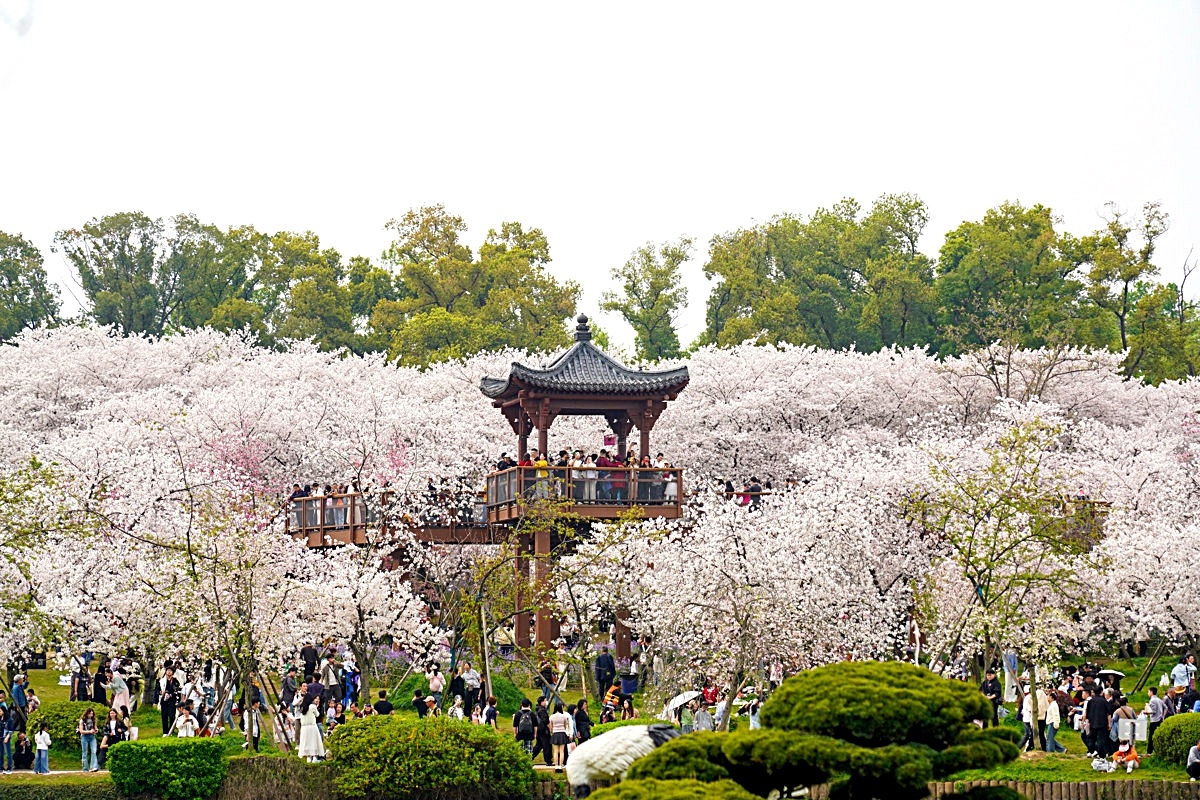 7.7萬(wàn)人次！東湖櫻花園創(chuàng)今年單日入園紀(jì)錄