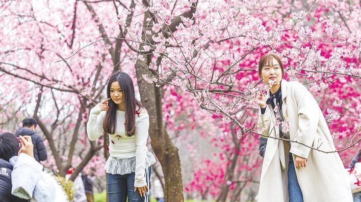 江城的春色“樱”她而美