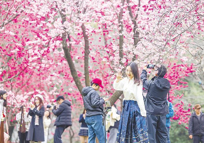 45条樱花廊道串起武汉春色