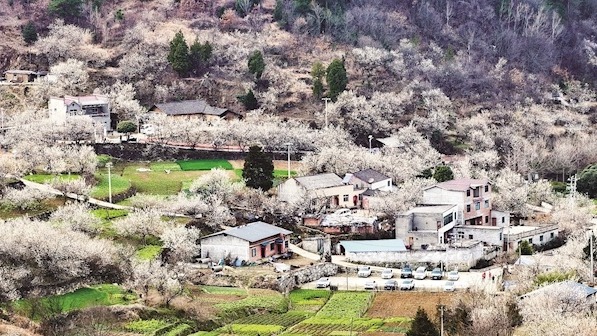 十堰櫻桃花開入畫來