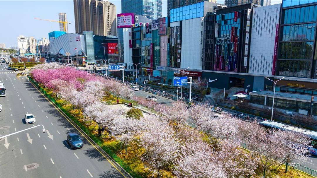 光谷珞喻路景觀廊化身櫻花大道