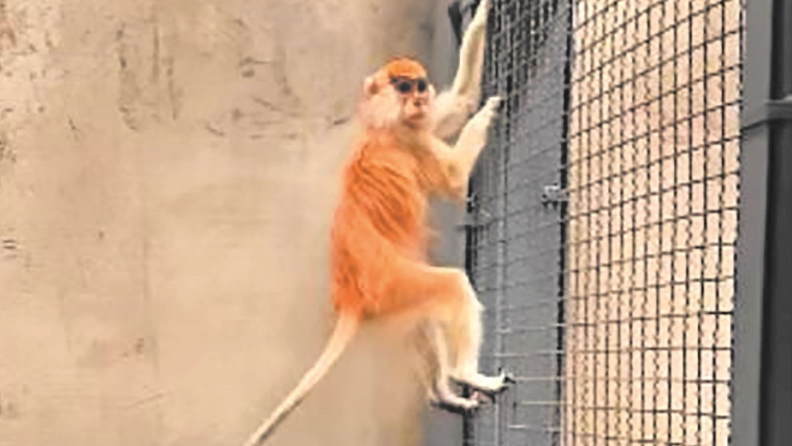 灵玲野生动物王国月底开园