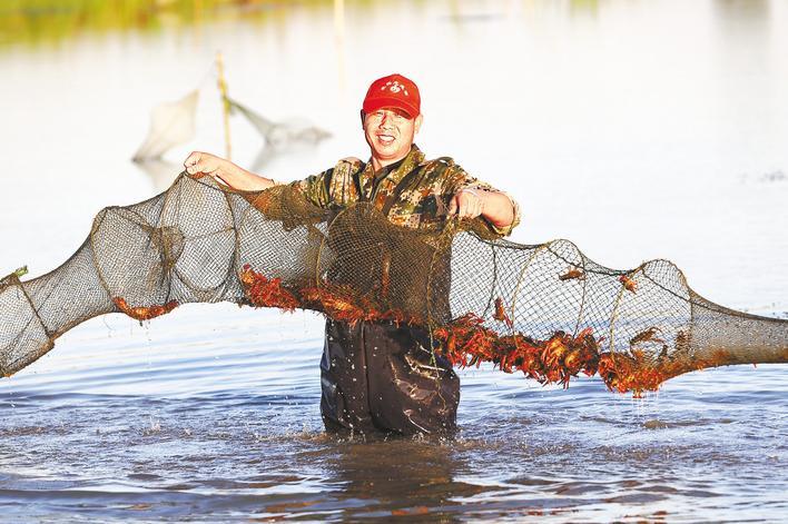 總書記關(guān)心的小龍蝦，湖北這么養(yǎng)