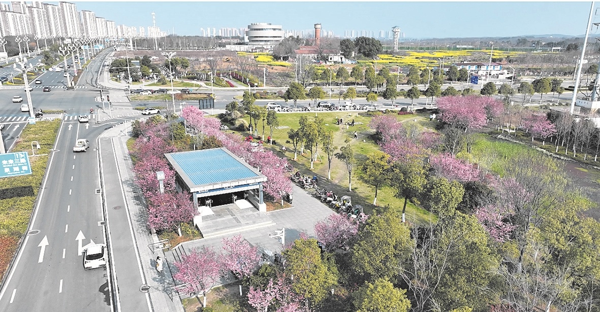 武汉“最美樱花地铁站”引市民打卡