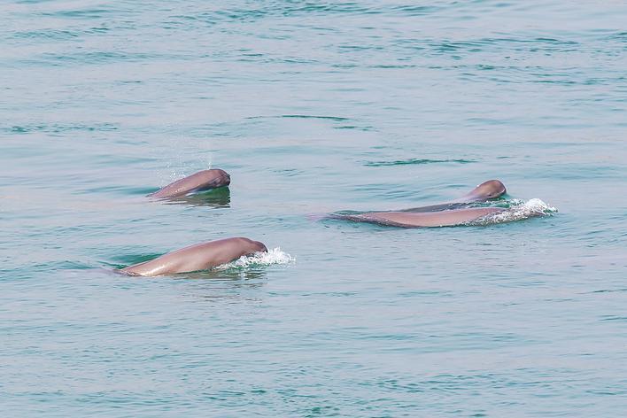 美麗湖北萬物報春