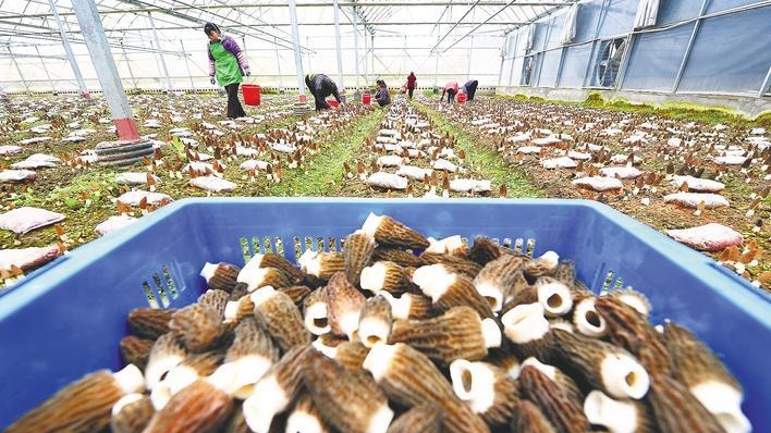 小小羊肚菌撑开“致富伞”