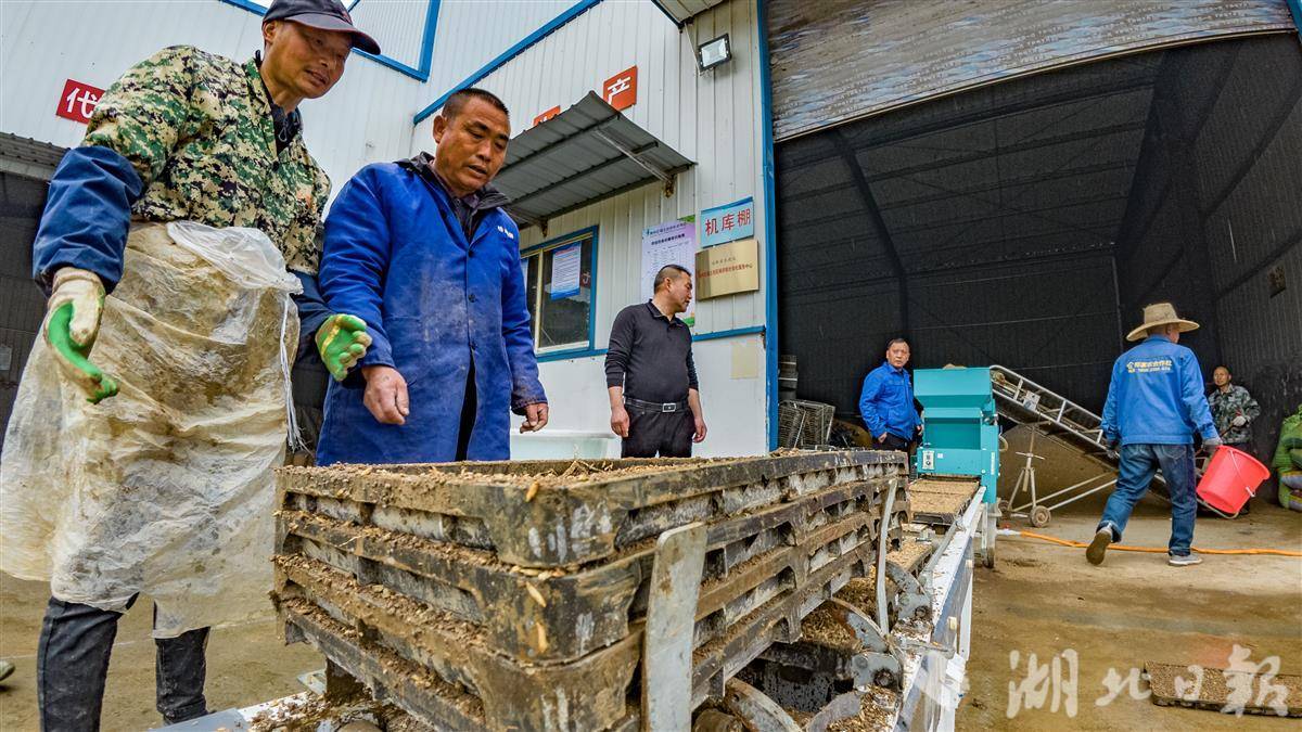 荆州早春育秧忙