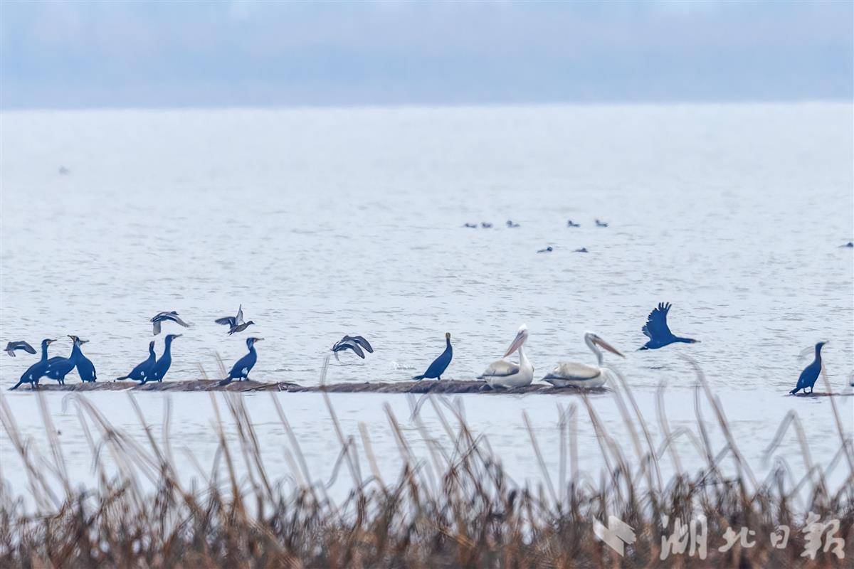 鳥中大熊貓卷羽鵜鶘時(shí)隔3年重返沉湖