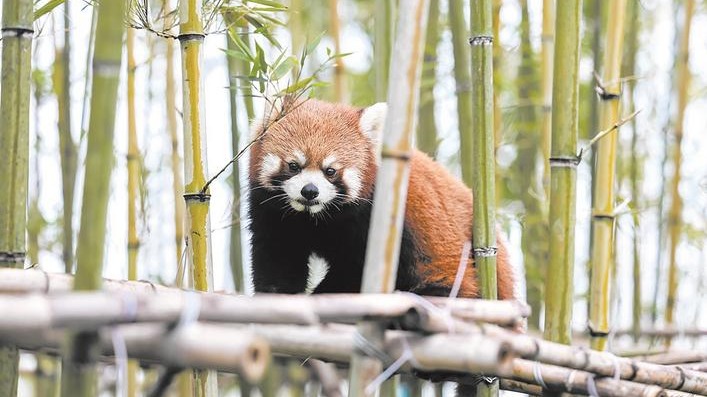 华中最大野生动物王国亮相