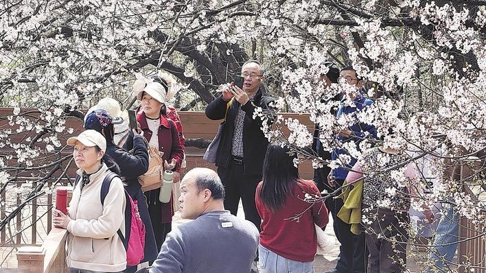 湖北大冶：万株古樱竞相盛开