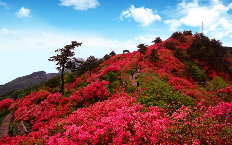 春日盛景“共享” 一省花期躍升為中部花季