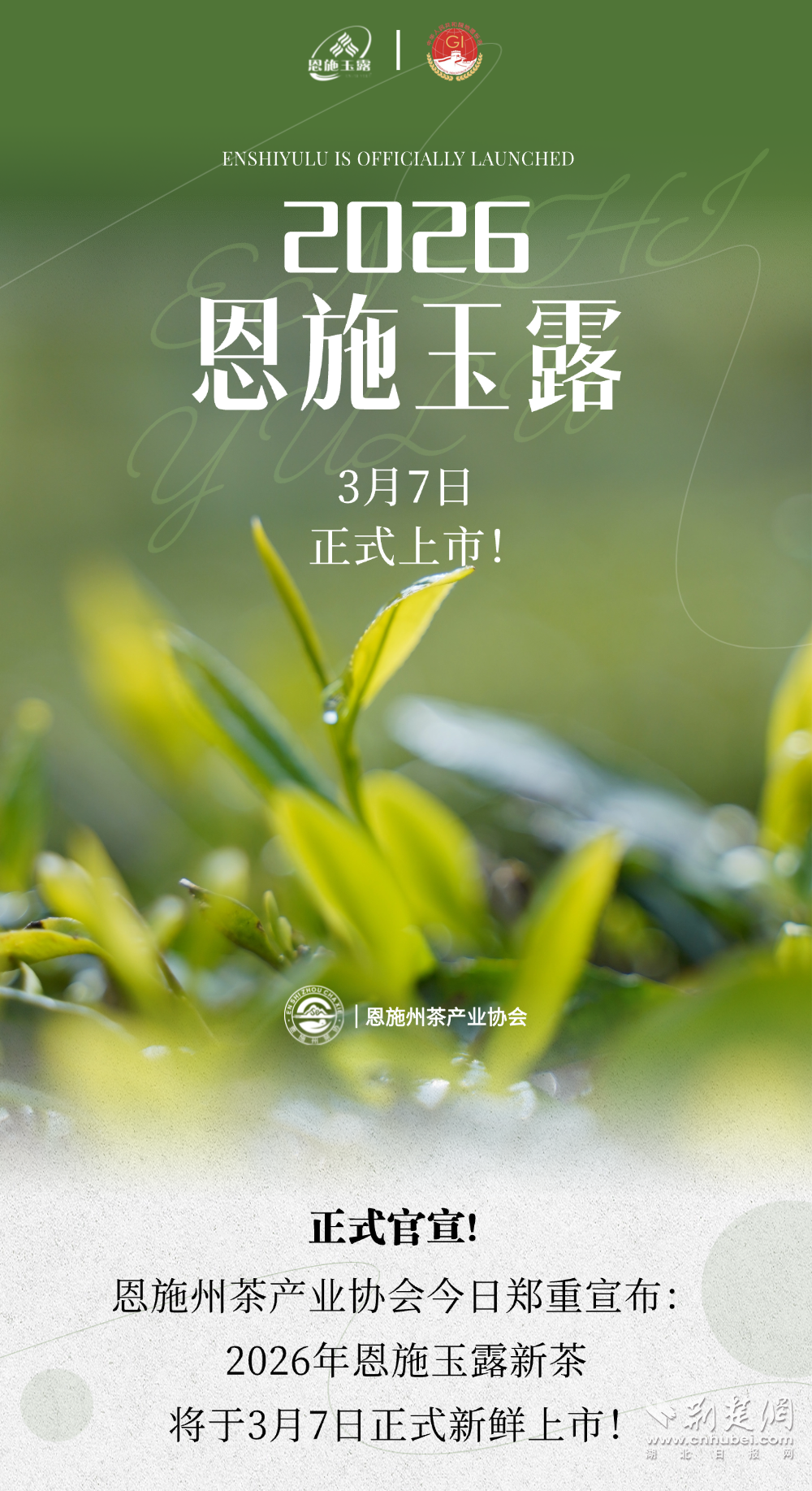 2026恩施玉露于3月7日正式上市！