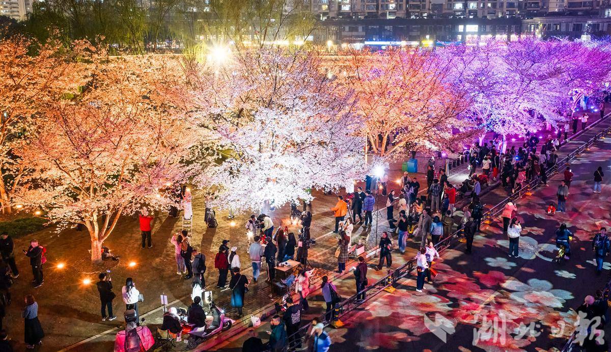 武汉夜樱火爆出圈 人潮花海双向奔赴