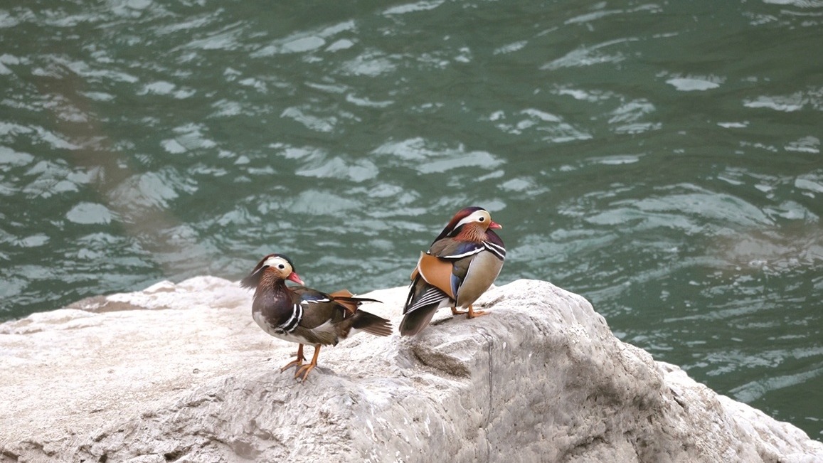 堵河源现“鸳鸯阵” 数十只水鸟戏水见证生态向好