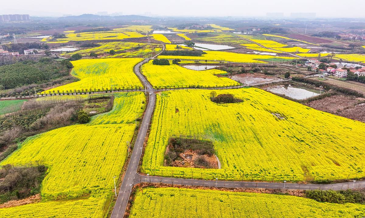 江夏赏花大道美如画 2万亩花海等你来打卡