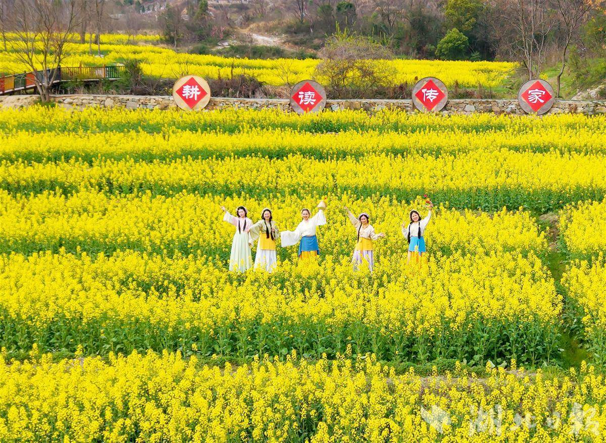 黃陂大余灣：300畝油菜花進(jìn)入盛花期