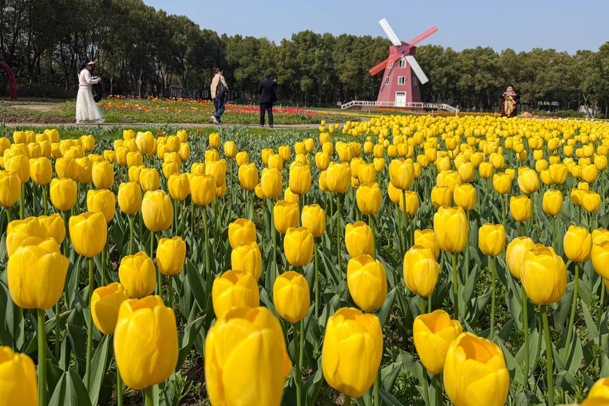 不負春日好時光 東西湖郁金香花海迎客來