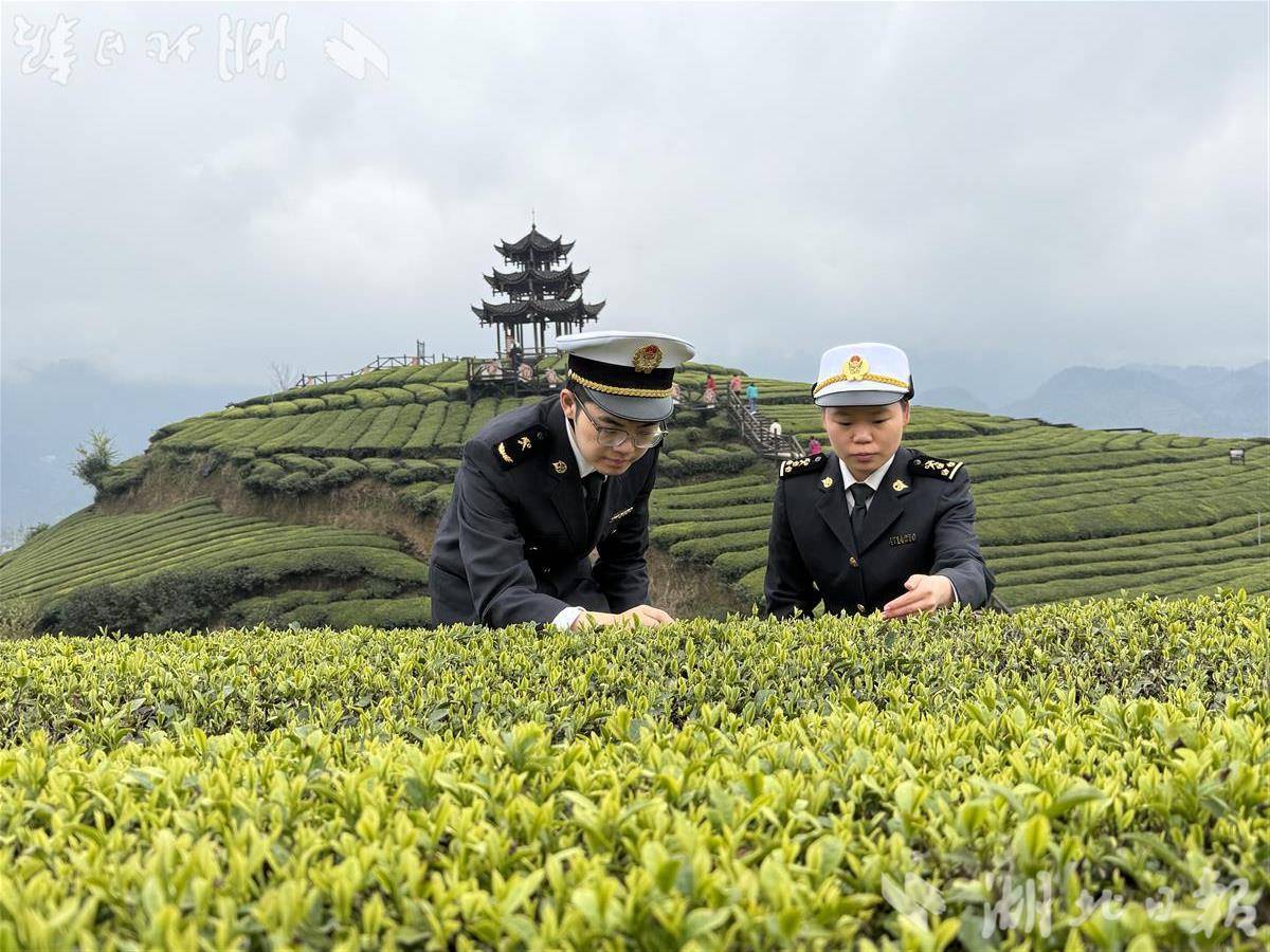 前兩月恩施州出口茶葉2202噸
