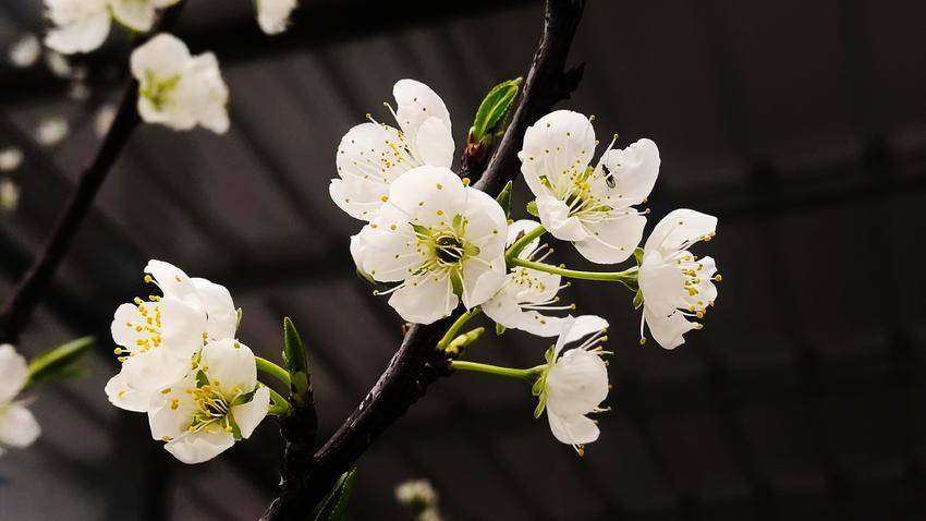 鹤峰：烟雨容美 李花倾城
